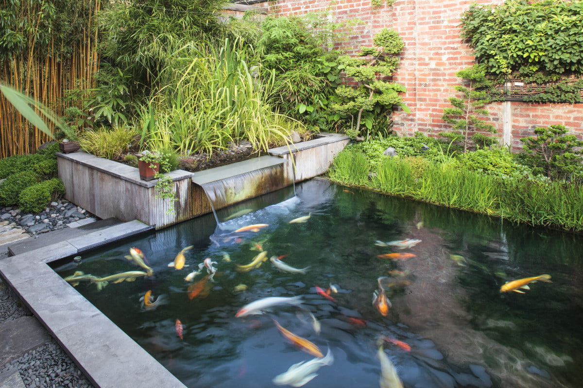 Bassin avec poissons dans un jardin aquatique à Evian